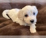 Small Photo #2 Bichon Frise Puppy For Sale in FORT WORTH, TX, USA