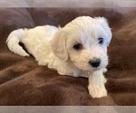 Small #1 Bichon Frise