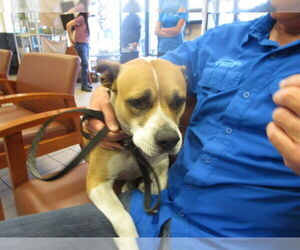 Bulloxer Dogs for adoption in Ocala, FL, USA