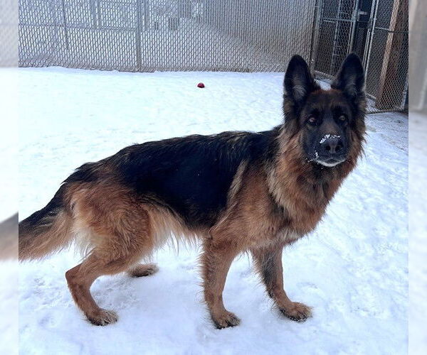 Medium Photo #1 German Shepherd Dog-Unknown Mix Puppy For Sale in Webster, WI, USA