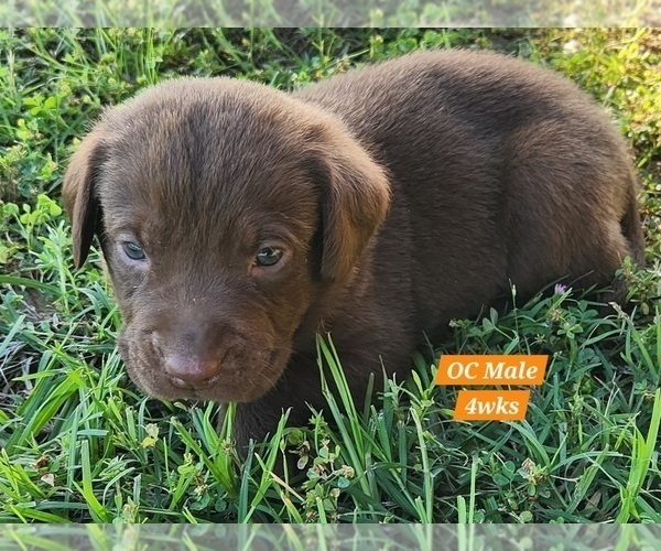Medium Photo #53 Labrador Retriever Puppy For Sale in EDGEWOOD, TX, USA