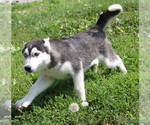 Small Photo #3 Siberian Husky Puppy For Sale in EXCELSIOR SPRINGS, MO, USA