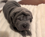 Puppy 3 Chinese Shar-Pei