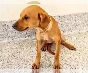 Redbone Coonhound-Unknown Mix Dogs for adoption in Houston, TX, USA