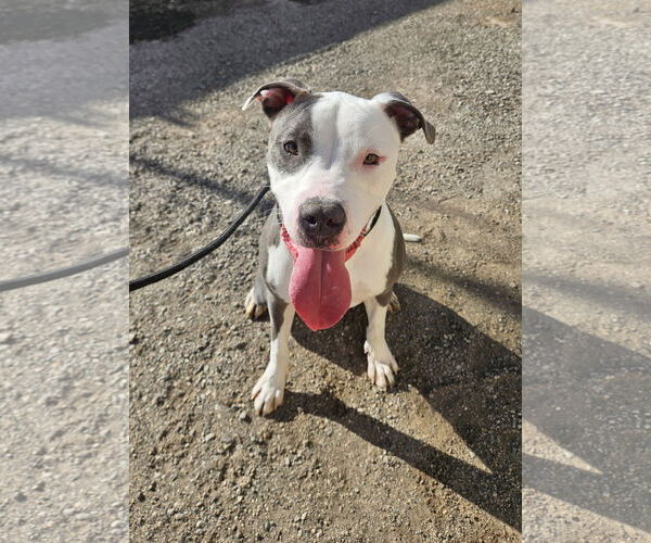 Medium Photo #2 American Pit Bull Terrier-Unknown Mix Puppy For Sale in El Centro, CA, USA