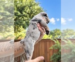 Small Photo #24 Olde English Bulldogge Puppy For Sale in FORT WORTH, TX, USA