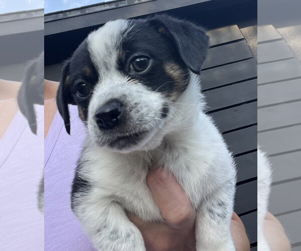 Medium Photo #1 Mutt Puppy For Sale in Dana Point, CA, USA