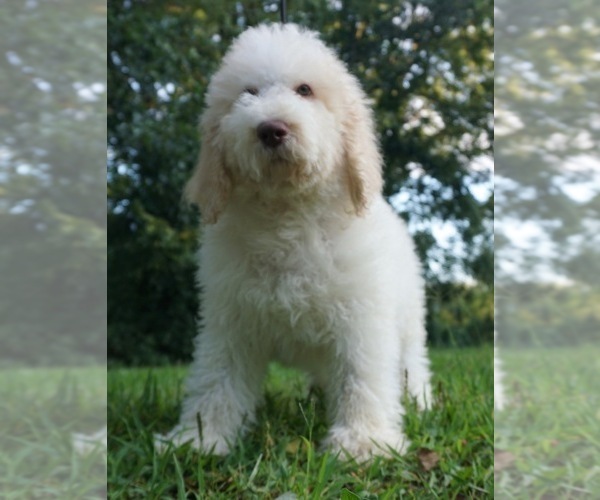 Medium Photo #3 Labradoodle-Poodle (Standard) Mix Puppy For Sale in WARSAW, IN, USA