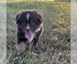 Small #5 Miniature Australian Shepherd