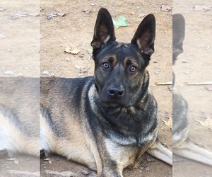 Father of the Belgian Malinois-Siberian Husky Mix puppies born on 06/21/2020