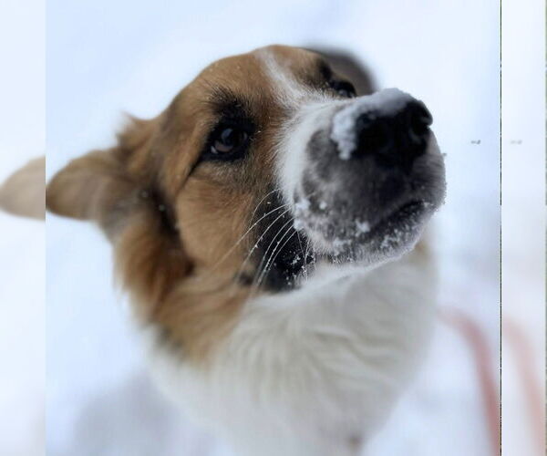 Medium Photo #9 Mutt Puppy For Sale in Canton, CT, USA