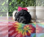 Small Photo #4 Poodle (Standard) Puppy For Sale in LANCASTER, PA, USA