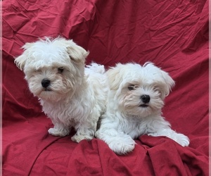 Maltese Puppy for sale in CORNERSVILLE, TN, USA