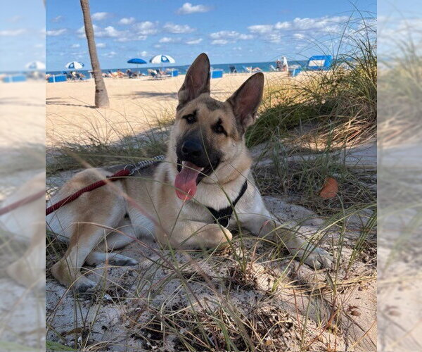 Medium Photo #4 German Shepherd Dog Puppy For Sale in Plantation, FL, USA