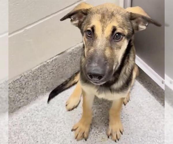 Medium Photo #3 German Shepherd Dog-Unknown Mix Puppy For Sale in Houston, TX, USA