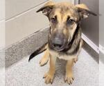 Small #2 German Shepherd Dog Mix