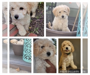 Goldendoodle (Miniature) Puppy for sale in TEMPLE HILLS, MD, USA