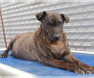 Helen - Female Mutt Dog for Adoption - Photo #2