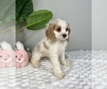 Small Photo #3 Cocker Spaniel Puppy For Sale in FRANKLIN, IN, USA