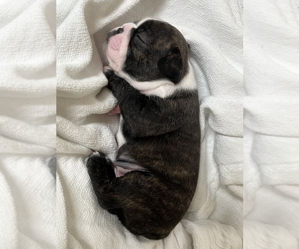 Medium Photo #2 Boston Terrier Puppy For Sale in BURLESON, TX, USA