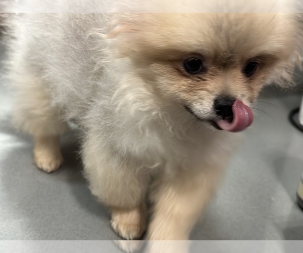 Medium Photo #7 Pomeranian Puppy For Sale in DENVER, CO, USA
