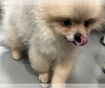 Small Photo #7 Pomeranian Puppy For Sale in DENVER, CO, USA