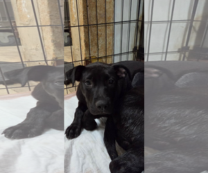 Mutt Dogs for adoption in El Centro, CA, USA