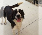 Small Photo #2 Border Collie Puppy For Sale in Tarboro, NC, USA