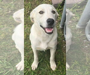Labrador Retriever-Unknown Mix Dogs for adoption in Alexander, AR, USA