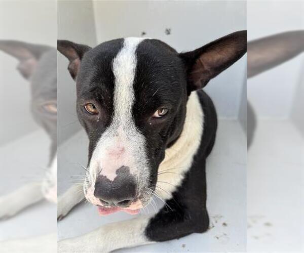 Medium Photo #1 American Pit Bull Terrier-Unknown Mix Puppy For Sale in Houston, TX, USA
