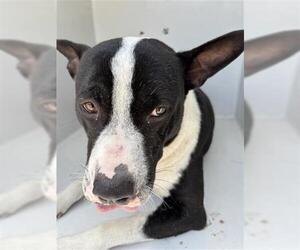 American Pit Bull Terrier-Unknown Mix Dogs for adoption in Houston, TX, USA