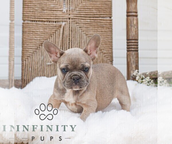 Medium Photo #3 French Bulldog Puppy For Sale in HONEY BROOK, PA, USA