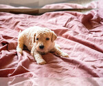 Small Photo #6 Goldendoodle Puppy For Sale in ASHEVILLE, NC, USA