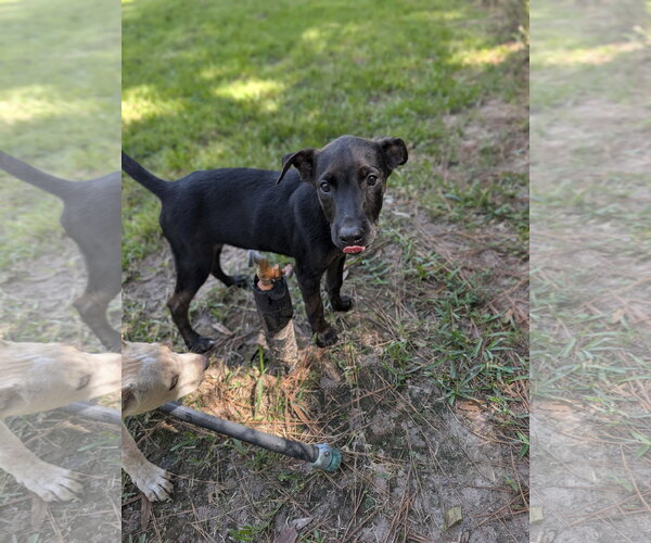 Medium Photo #2 Labrador Retriever-Unknown Mix Puppy For Sale in The Woodlands, TX, USA