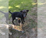 Small Photo #2 Labrador Retriever-Unknown Mix Puppy For Sale in The Woodlands, TX, USA