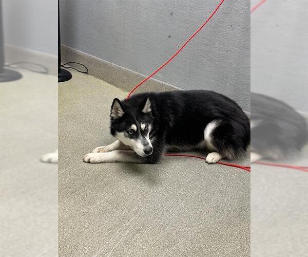 Medium Photo #1 Siberian Husky-Unknown Mix Puppy For Sale in Las Vegas, NV, USA