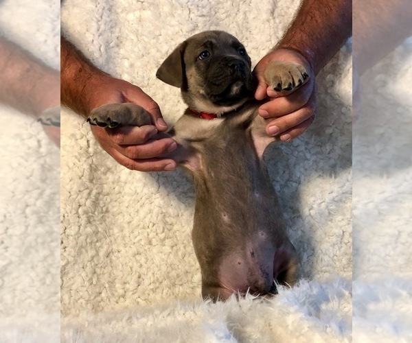 Medium Photo #25 Cane Corso Puppy For Sale in HESPERIA, CA, USA