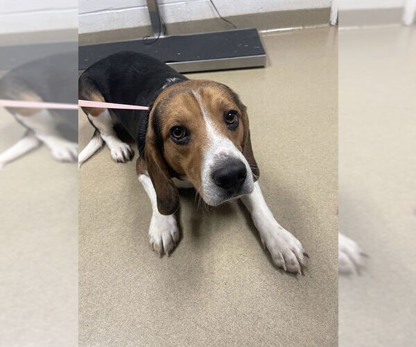 Medium Photo #1 Beagle Puppy For Sale in Easton, MD, USA