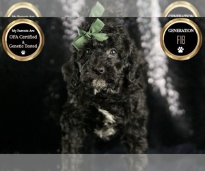 Medium Goldendoodle (Miniature)