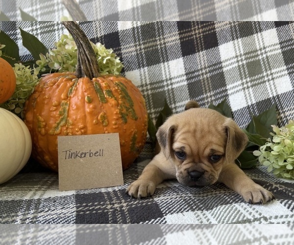 Medium Photo #4 Puggle Puppy For Sale in ELKTON, VA, USA