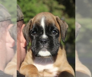 Boxer Puppy for Sale in PORT NORRIS, New Jersey USA