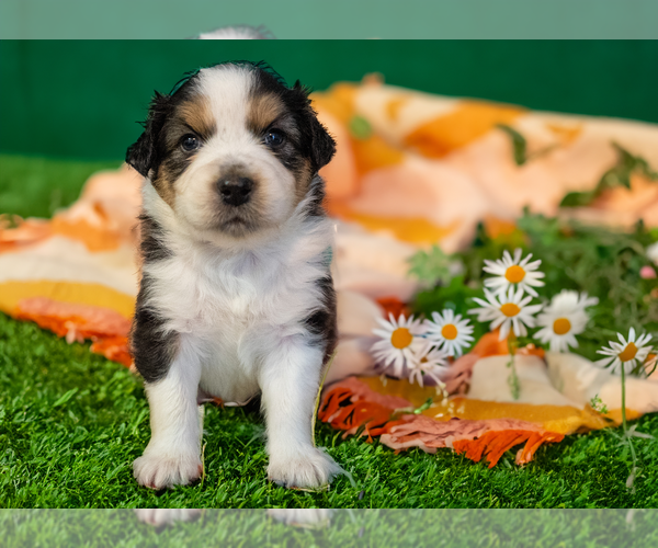 Medium Photo #16 Australian Shepherd Puppy For Sale in SHALLOTTE, NC, USA