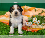 Small Photo #16 Australian Shepherd Puppy For Sale in SHALLOTTE, NC, USA