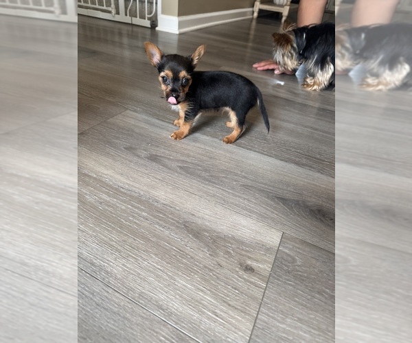 Medium Photo #4 Yorkshire Terrier Puppy For Sale in GREENVILLE, SC, USA