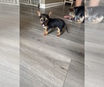 Small #3 Yorkshire Terrier