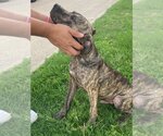 Small Photo #9 Plott Hound-Unknown Mix Puppy For Sale in Flower Mound, TX, USA