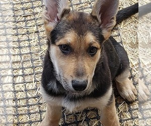 German Shepherd Dog Puppy for sale in KANSAS CITY, MO, USA
