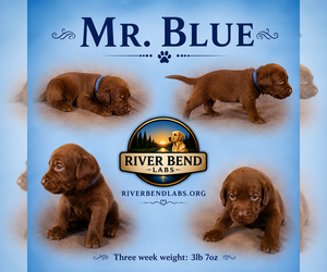 Medium Labrador Retriever