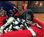 Small Photo #2 Poodle (Standard) Puppy For Sale in PRIOR LAKE, MN, USA