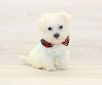 Small #4 Maltese